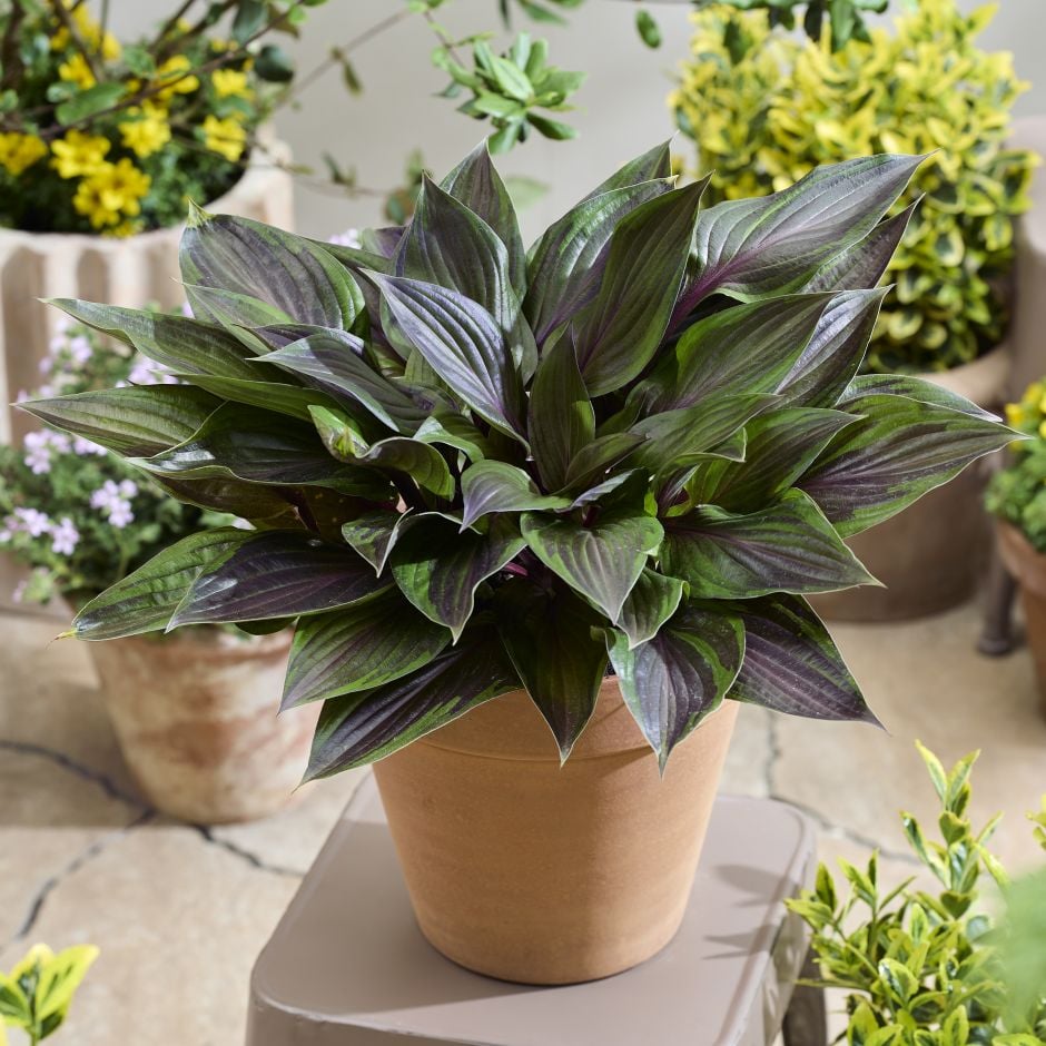 <i>Hosta</i> 'Nk2021'