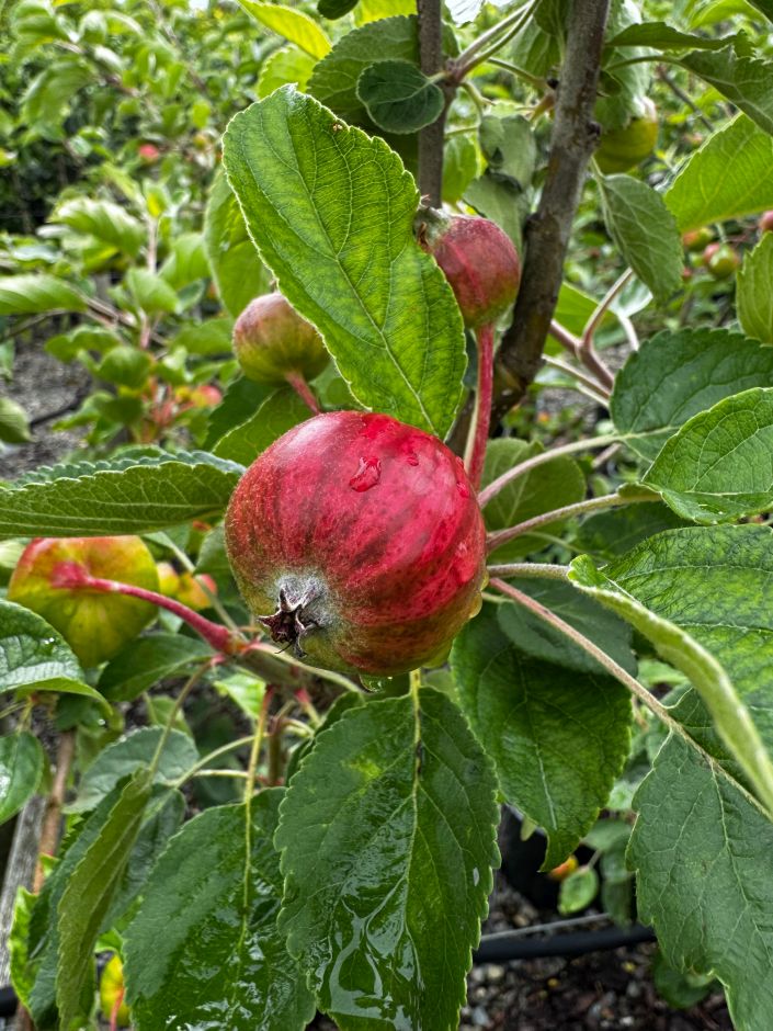 <i>Malus</i> <i>domestica</i> [<span style=\"font-variant: small-caps;\">Eric's Rainbow</span>]