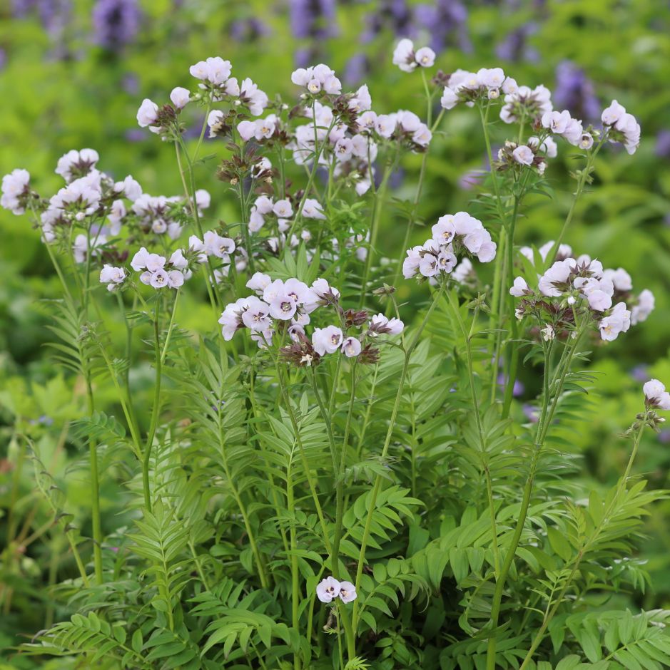 <i>Polemonium</i> [<span style="font-variant: small-caps;">Violet Heart</span>] ('Tuipol')