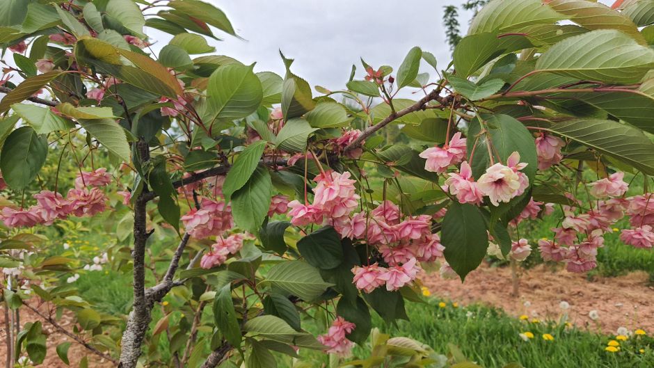 <i>Prunus</i> 'Sumaura Fugenzo' (d)
