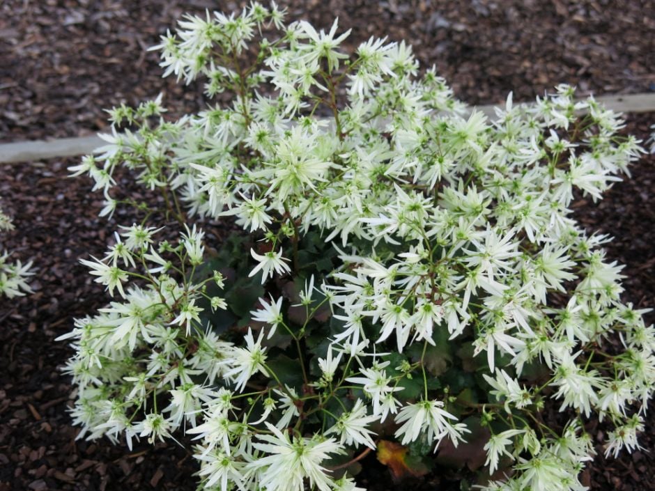 saxifrage 'Moe'