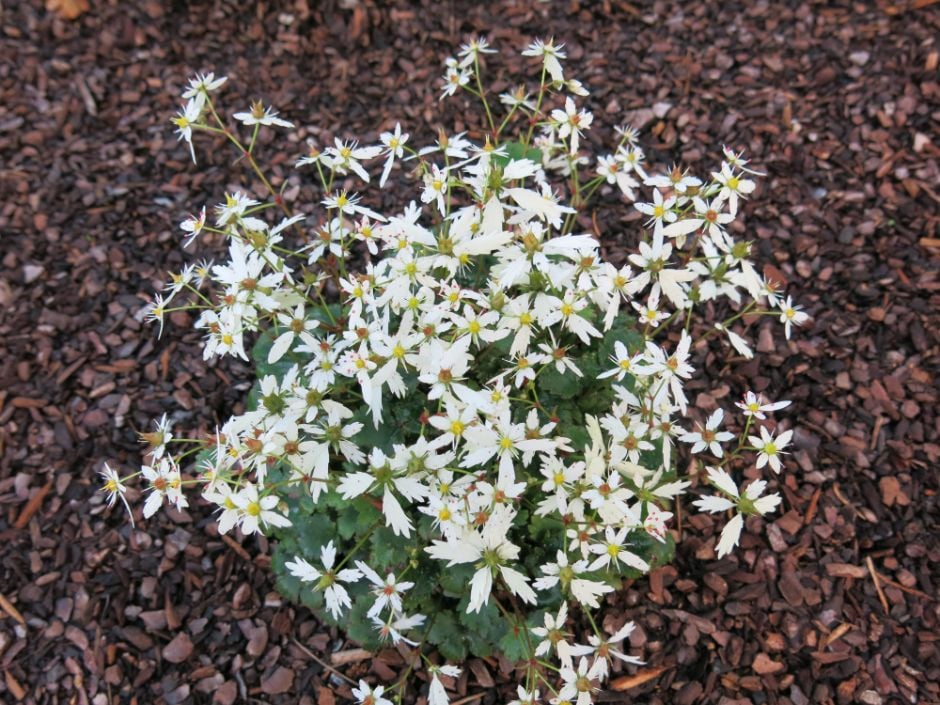 Fortune saxifrage 'White Fantasia'