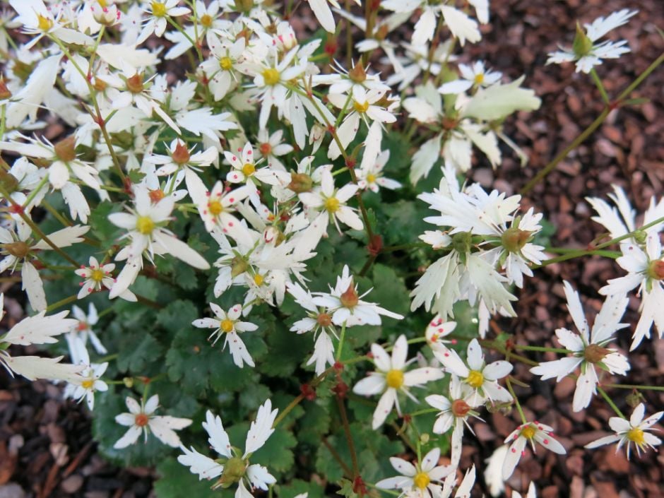 Fortune saxifrage 'White Fantasia'