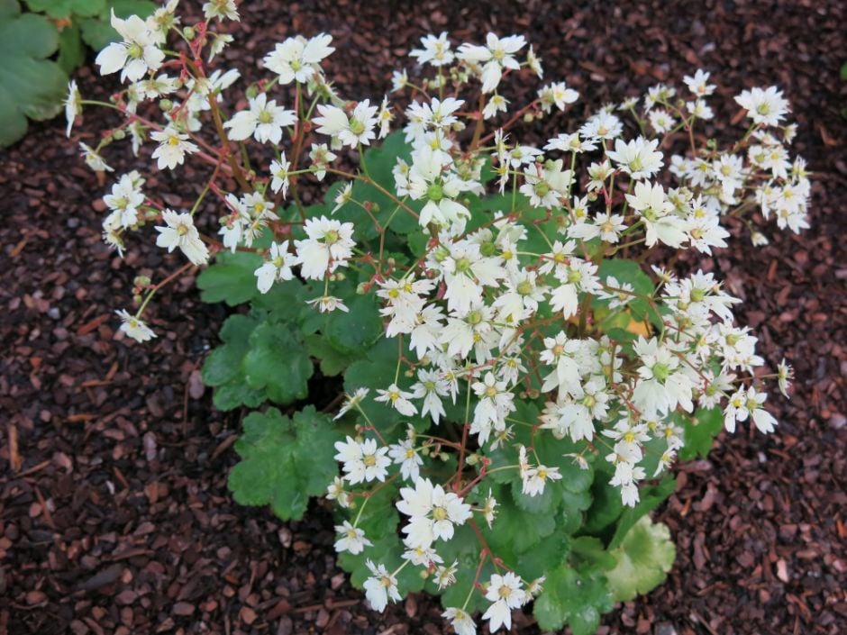 saxifrage 'Gelbes Monster'