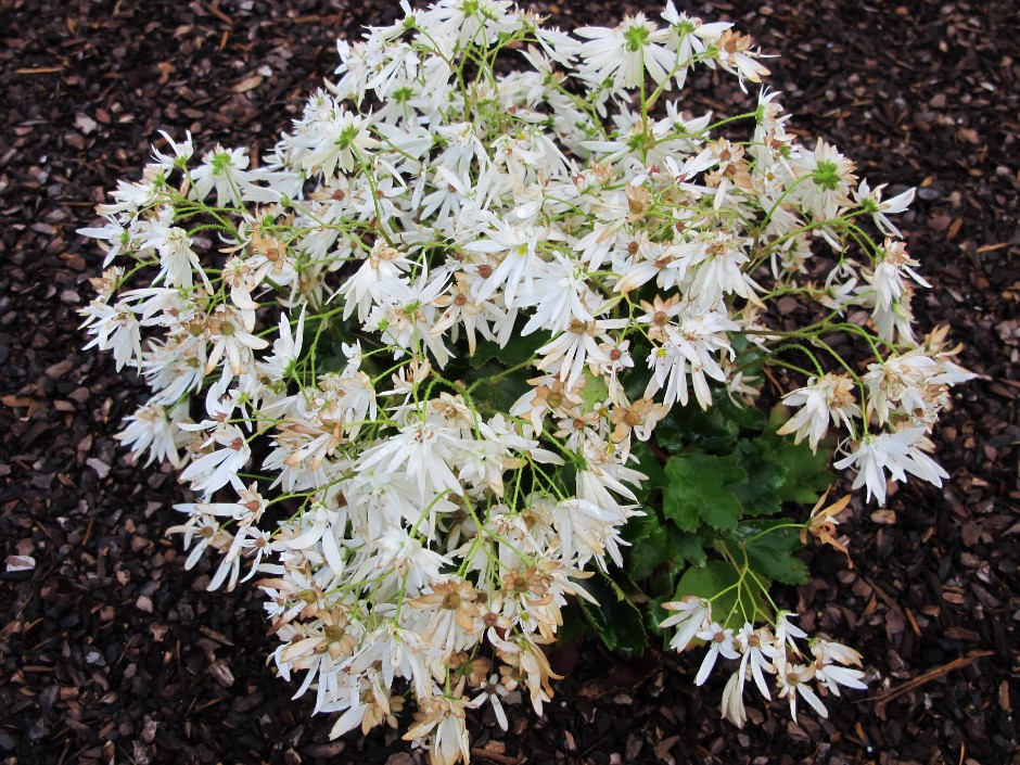 saxifrage 'Shiranami'