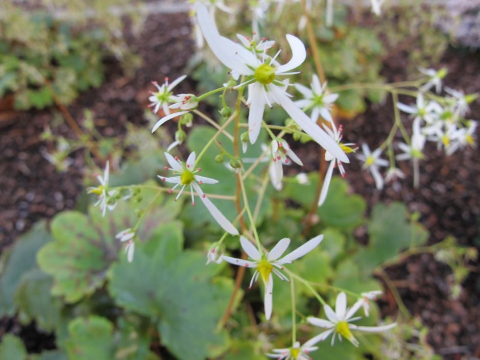 saxifrage 'Wada'