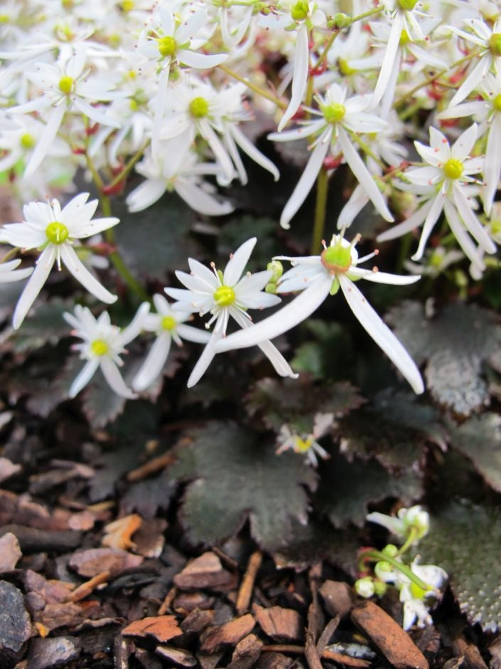 saxifrage 'Conwy Snow'