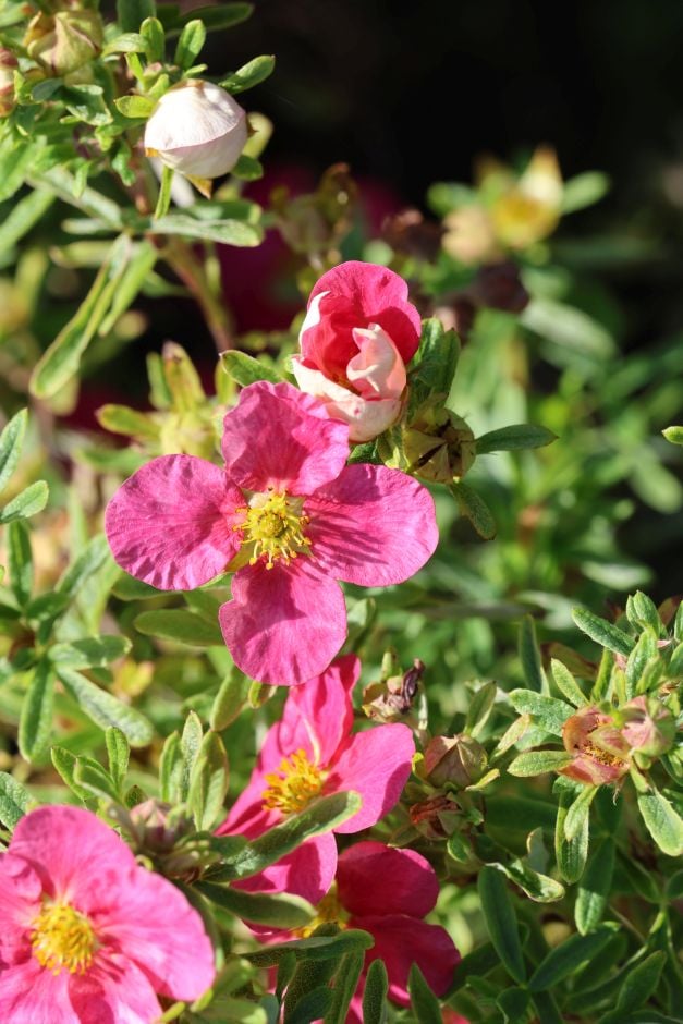shrubby cinquefoil [Bellissima]