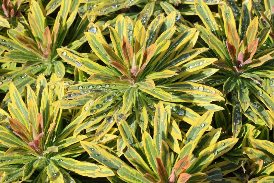 Martin's spurge 'Ascot Rainbow'