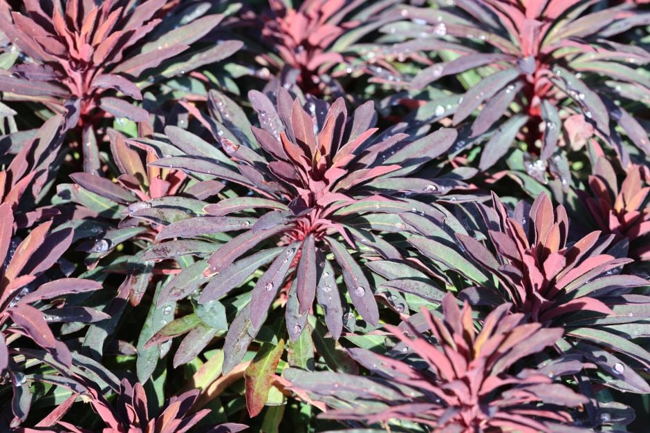 Martin's spurge [Miner's Merlot]