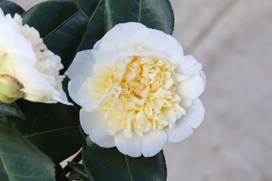 camellia 'Jury's Yellow'