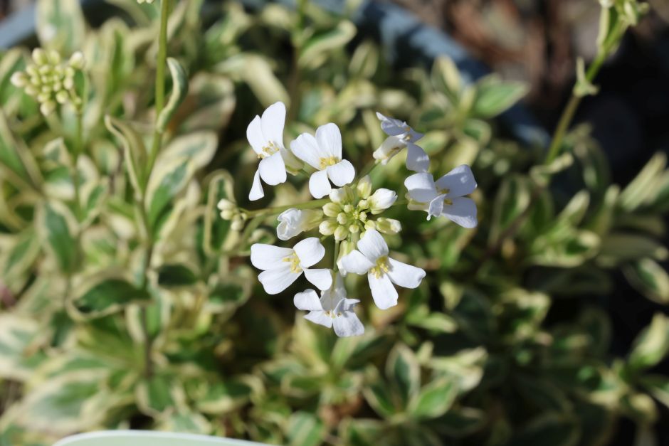 spreading rock cress 'Variegata'