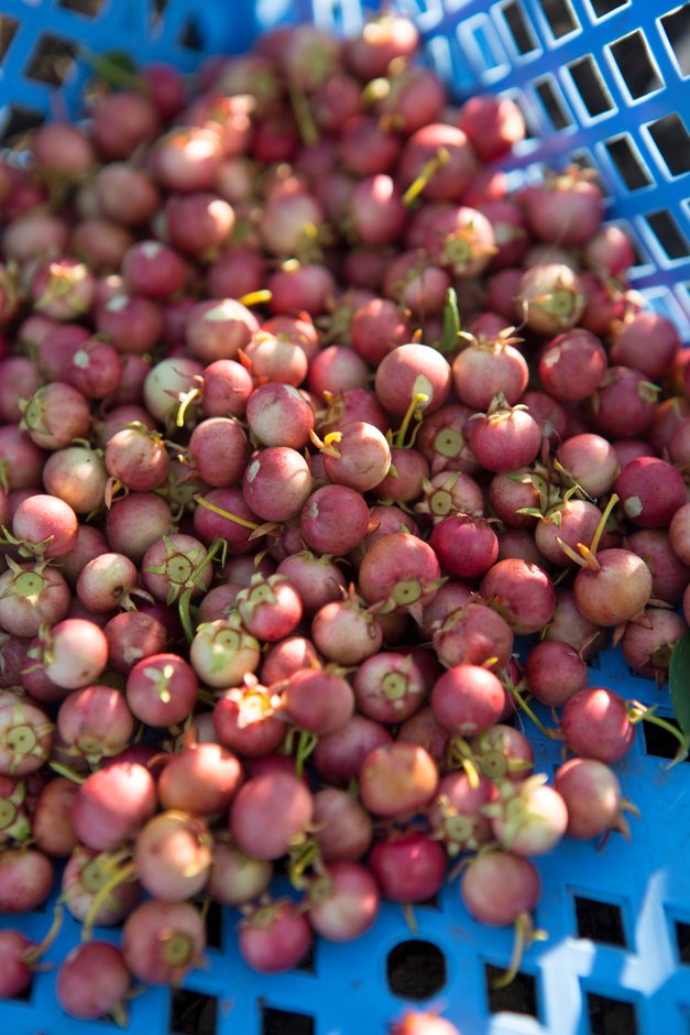 Chilean guava [Ka'pow]