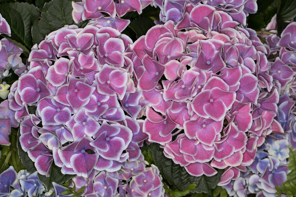 hydrangea 'Tivoli'