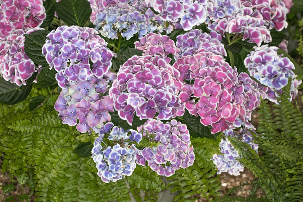hydrangea 'Tivoli'
