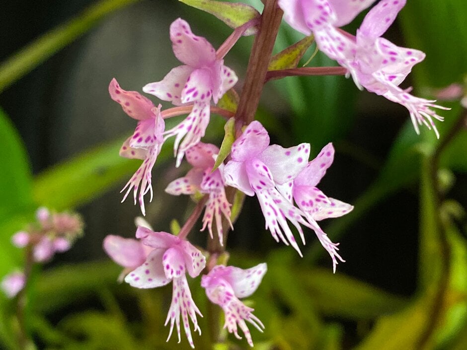 long-leaved stenoglottis