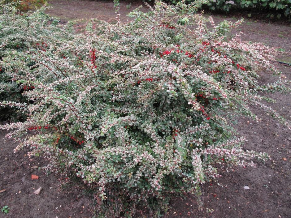 Japanese barberry 'Boum'