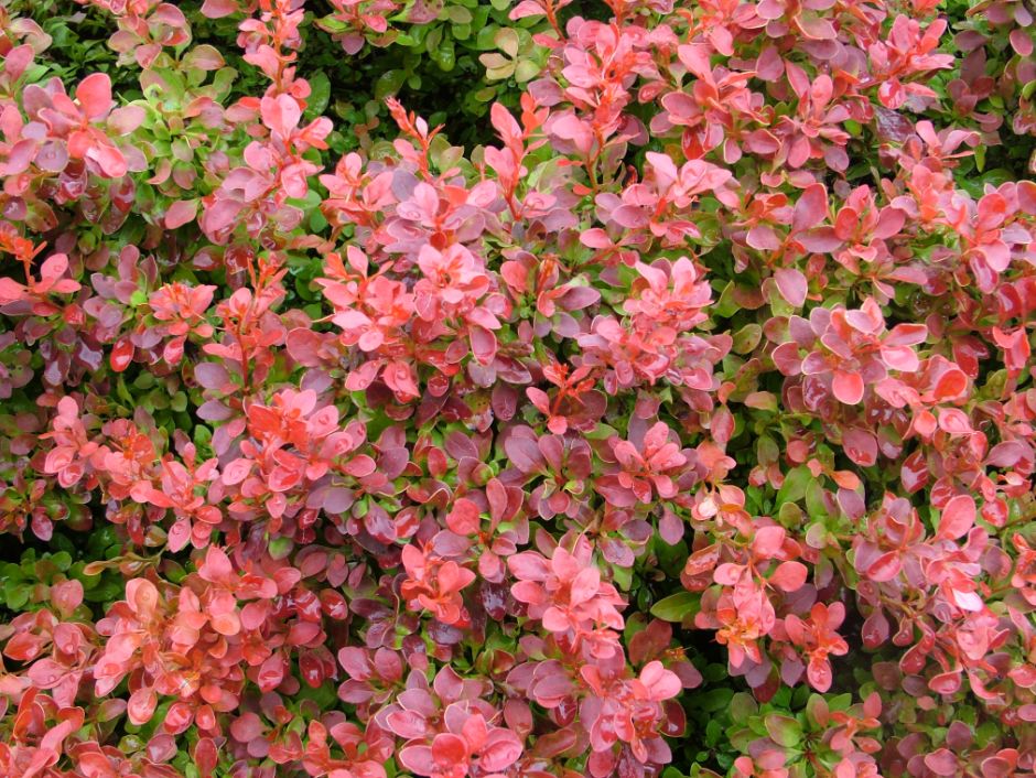 Japanese barberry 'Admiration'