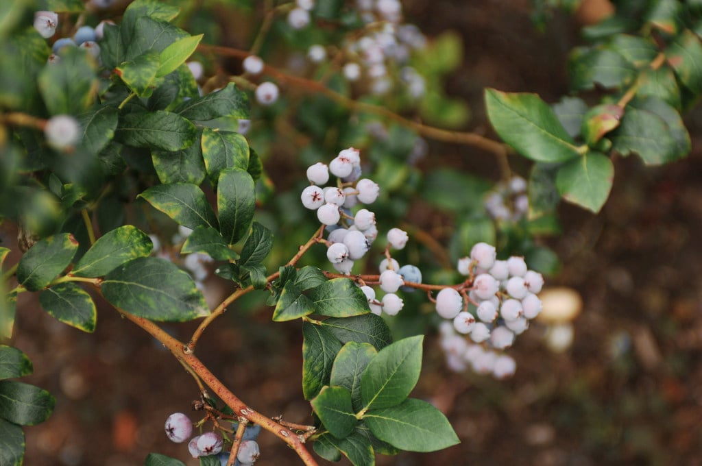 blueberry 'Nelson'