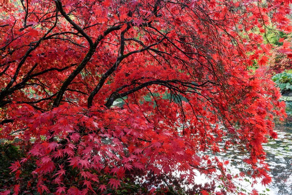 Japanese maple 'Chitose-yama