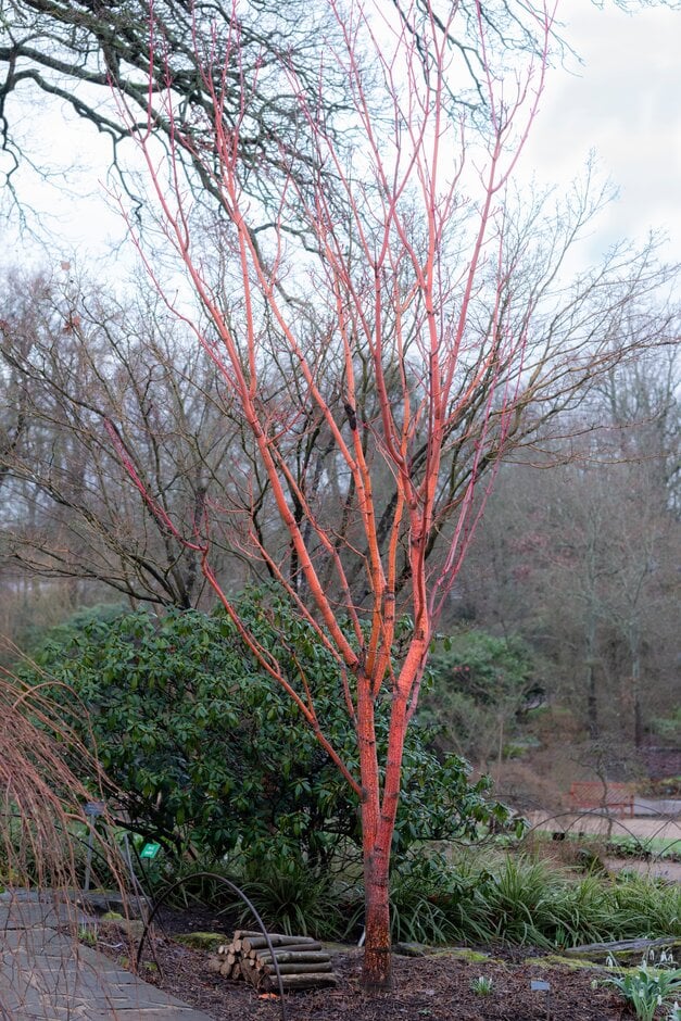 moosewood 'Erythrocladum'