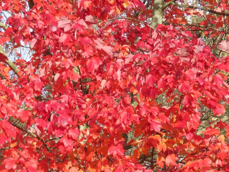 red maple