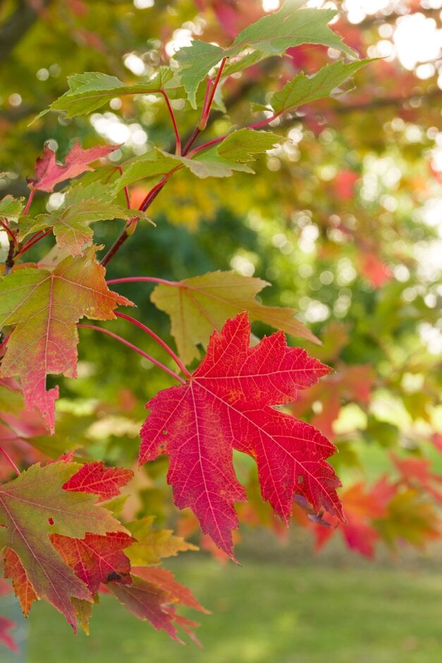 Freeman maple [Autumn Blaze]