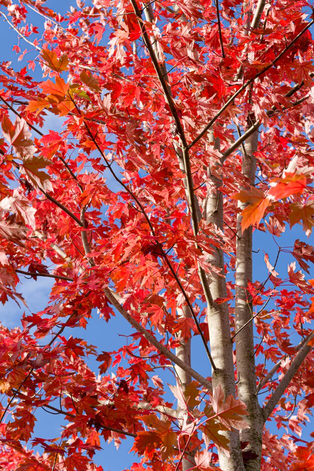 Freeman maple [Autumn Blaze]