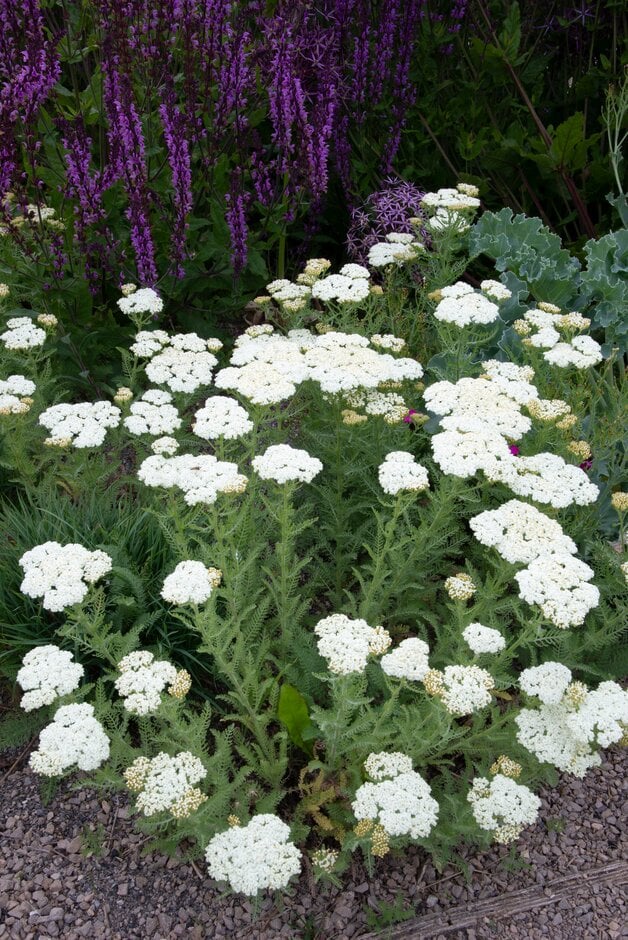 Crithmium-leaved yarrow