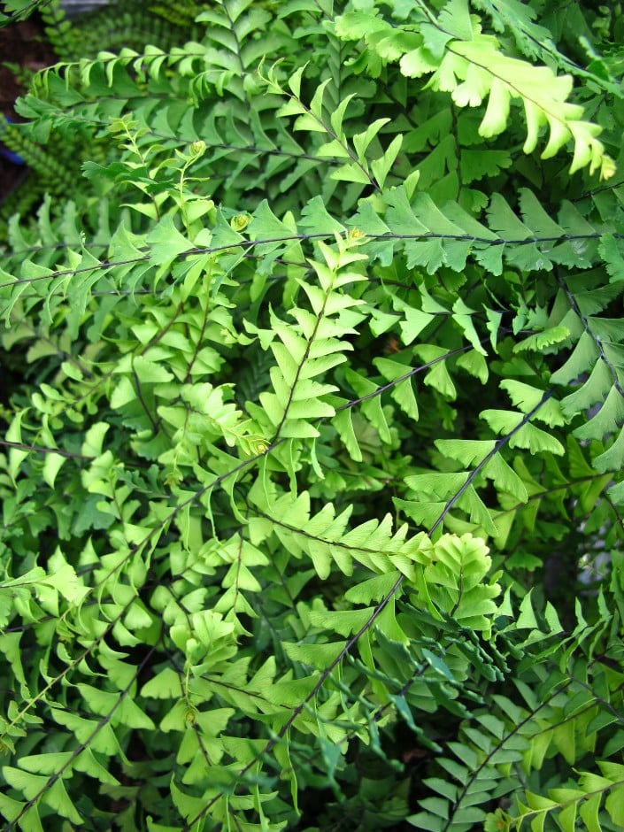 Aleutian maidenhair 'Imbricatum'