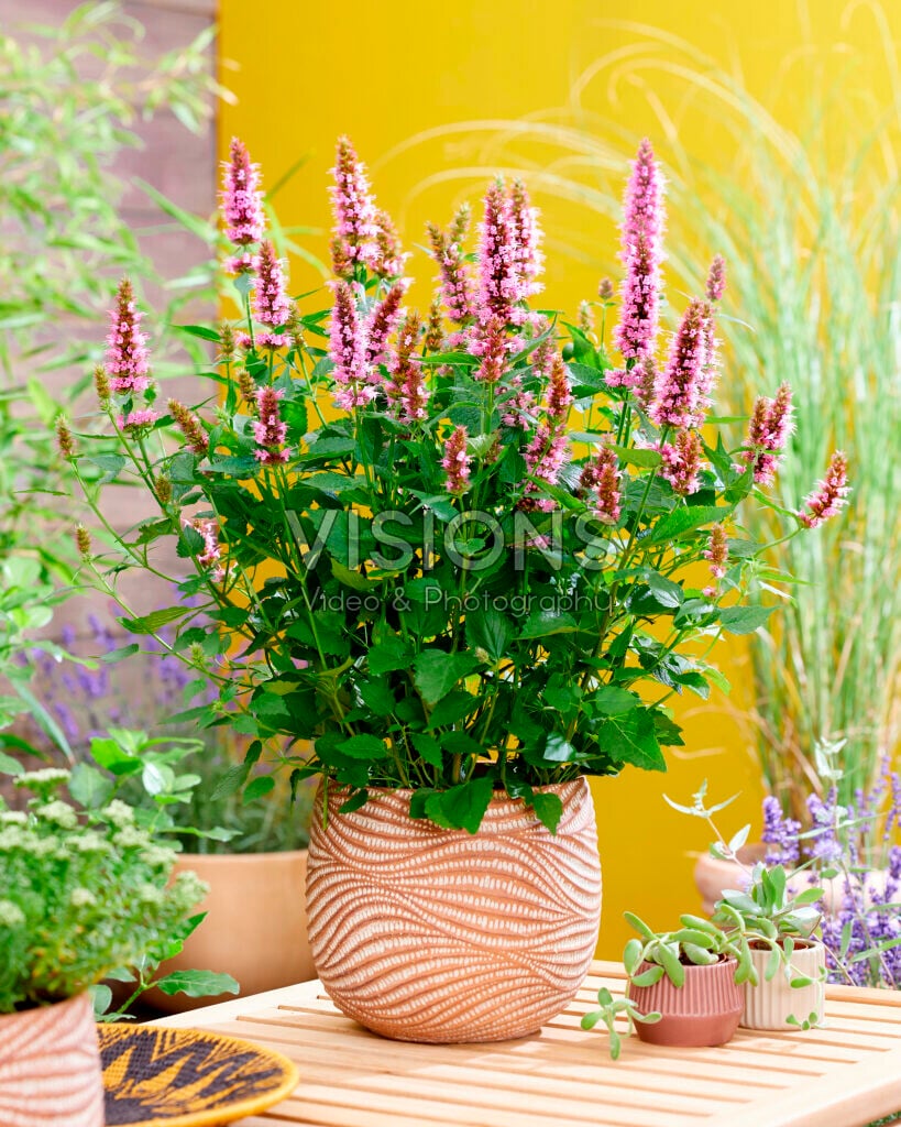 giant hyssop [Beelicious Pink]