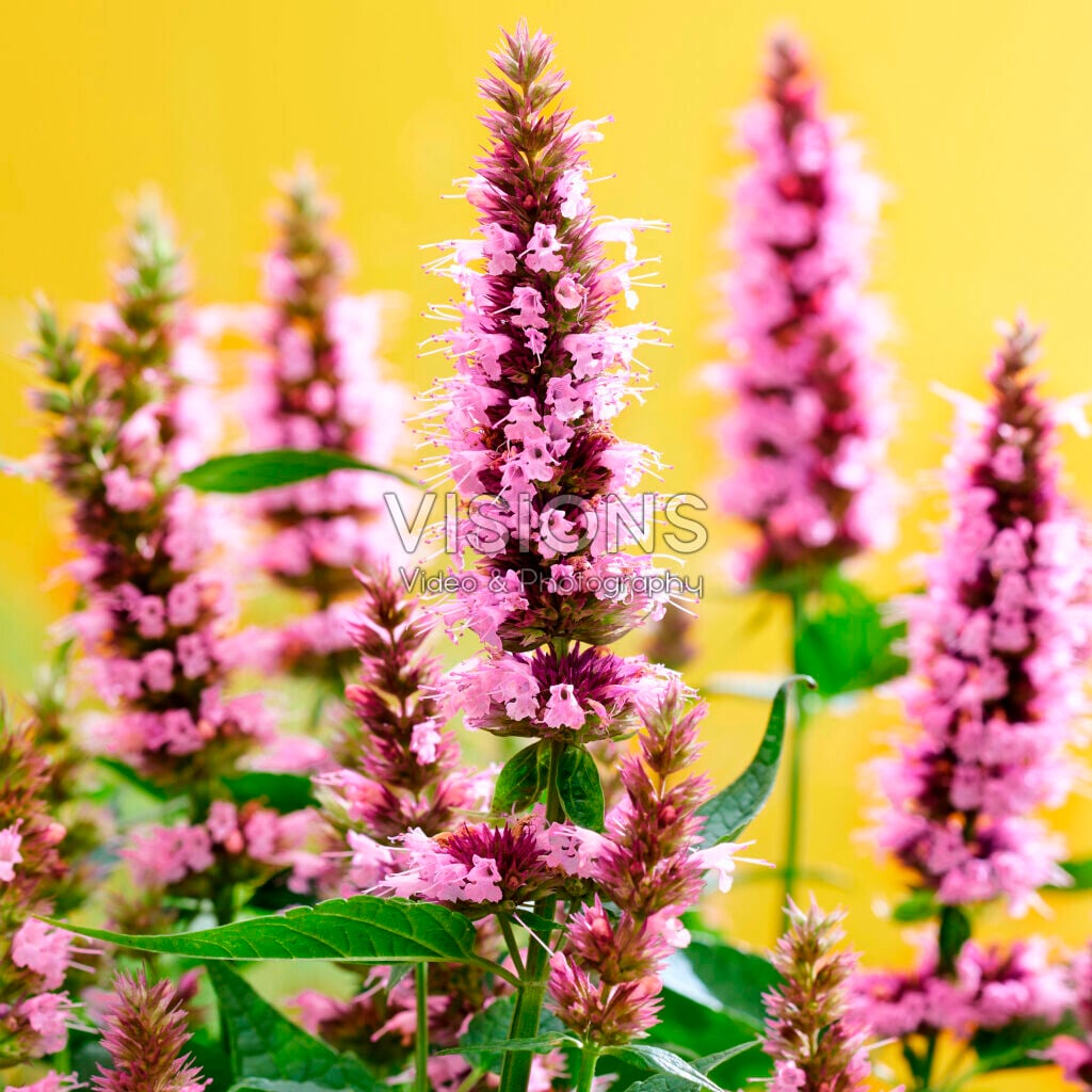 giant hyssop [Beelicious Pink]