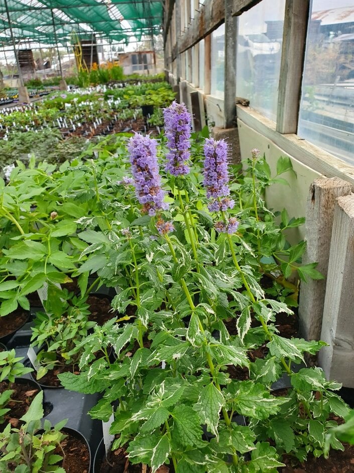 giant hyssop 'Crazy Fortune'
