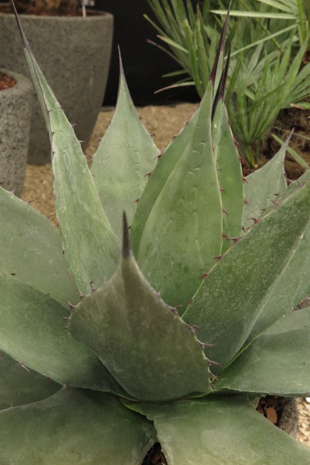 whale's tongue agave