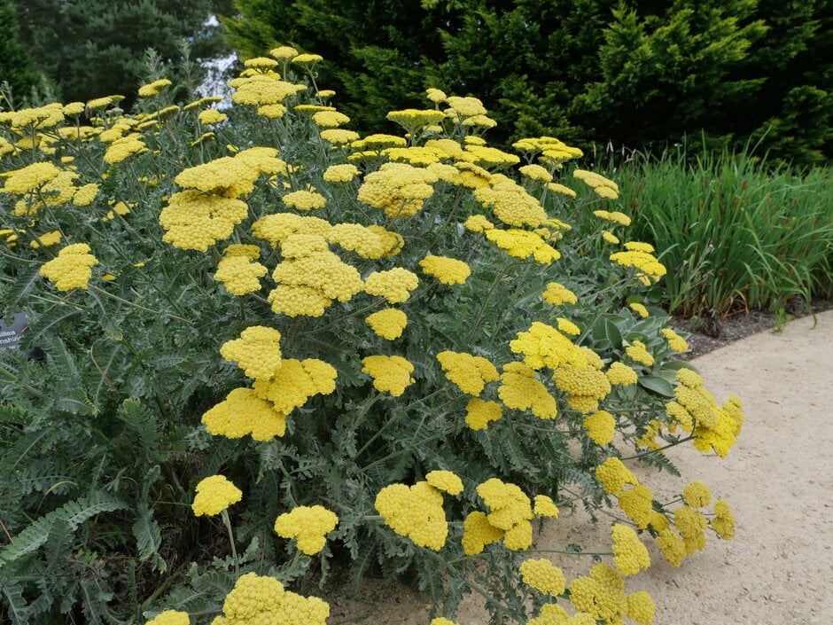 yarrow 'Moonshine'