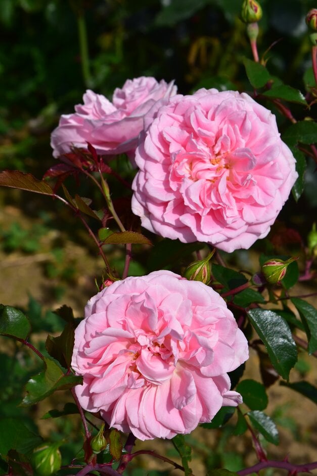 rose 'Alister Clark'
