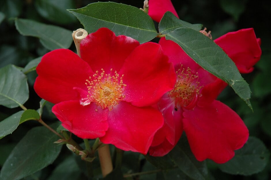 rose 'Allen Chandler'