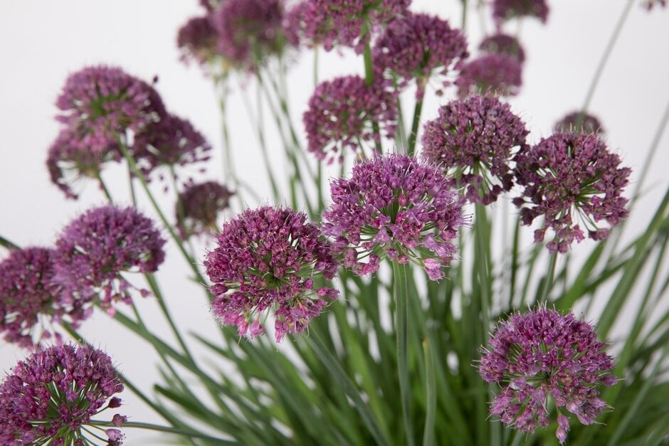 allium 'Lavender Bubbles'