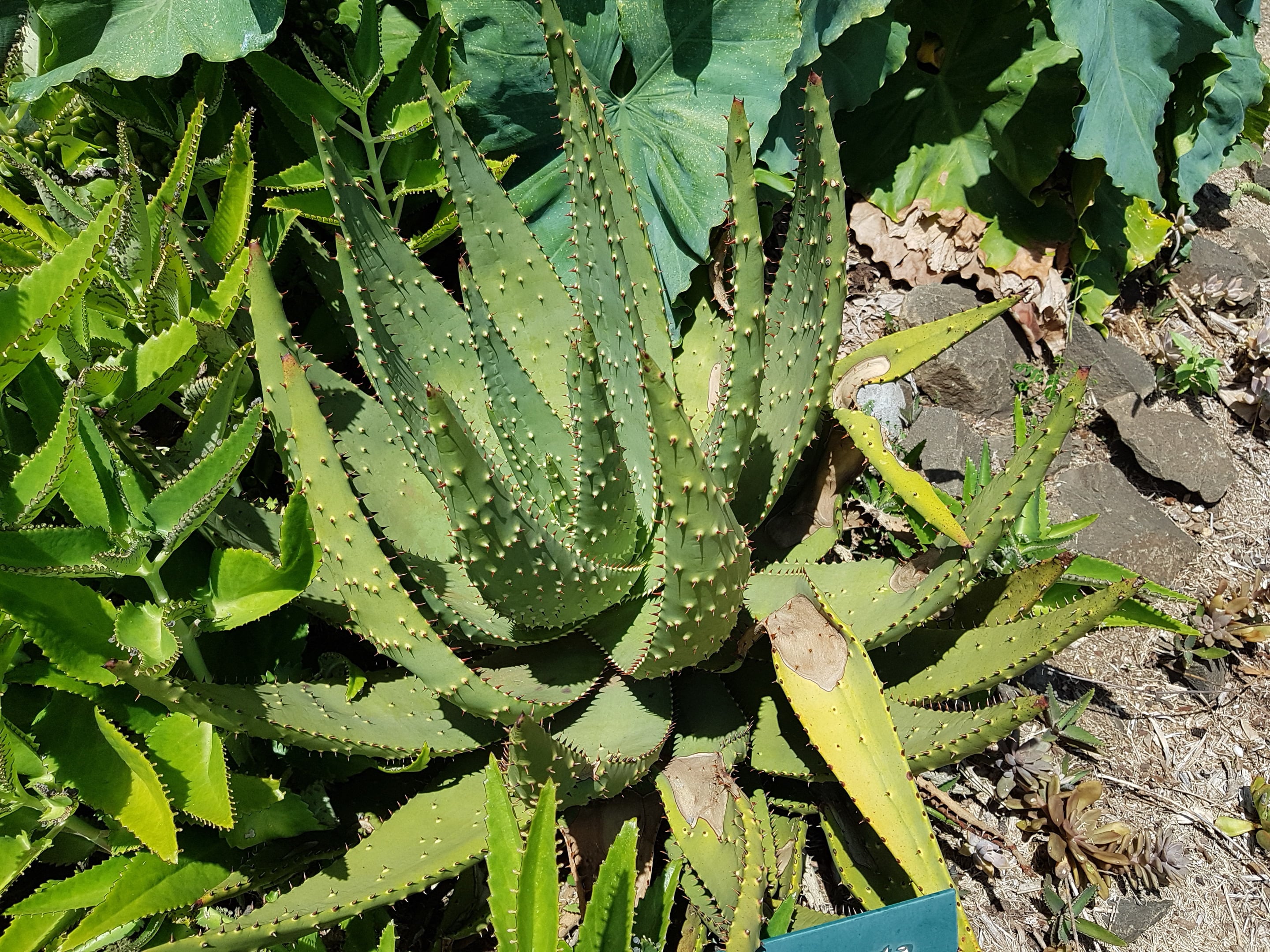 red-hot poker aloe