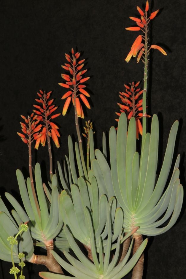 fan aloe