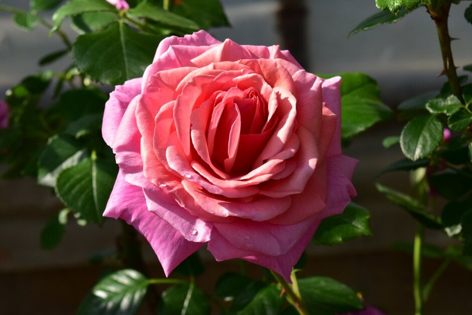 rose [Aloha] ('Kormarcus')