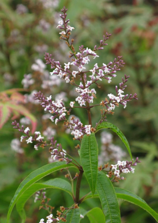 lemon verbena