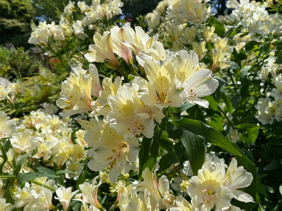 Peruvian lily [Summer Snow]