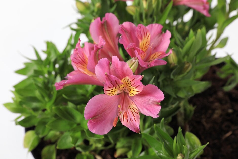 <em>Alstroemeria</em> 'June Ferelyth' (Little Miss Series)