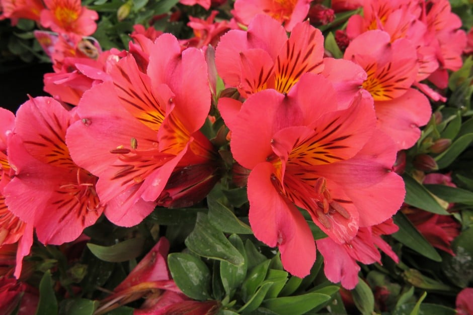 Peruvian lily [Princess Eliane]