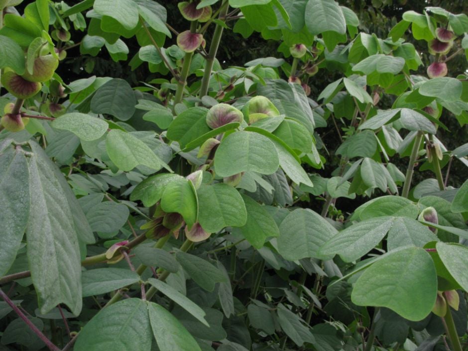 yoke-leaved amicia
