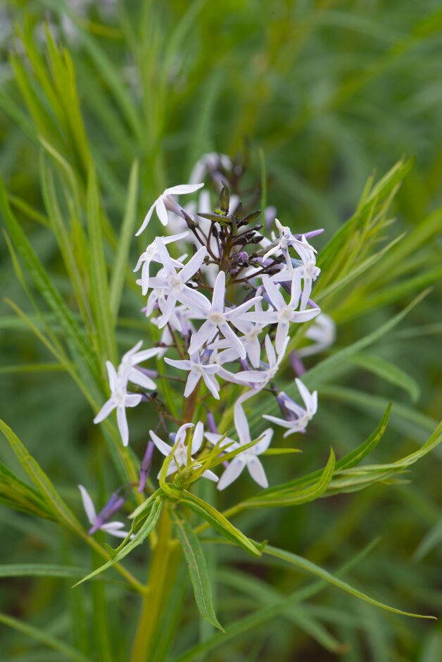 bluestar 'Ernst Pagels'