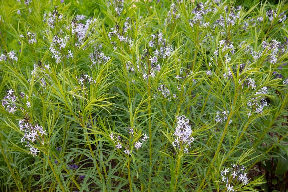 bluestar 'Ernst Pagels'