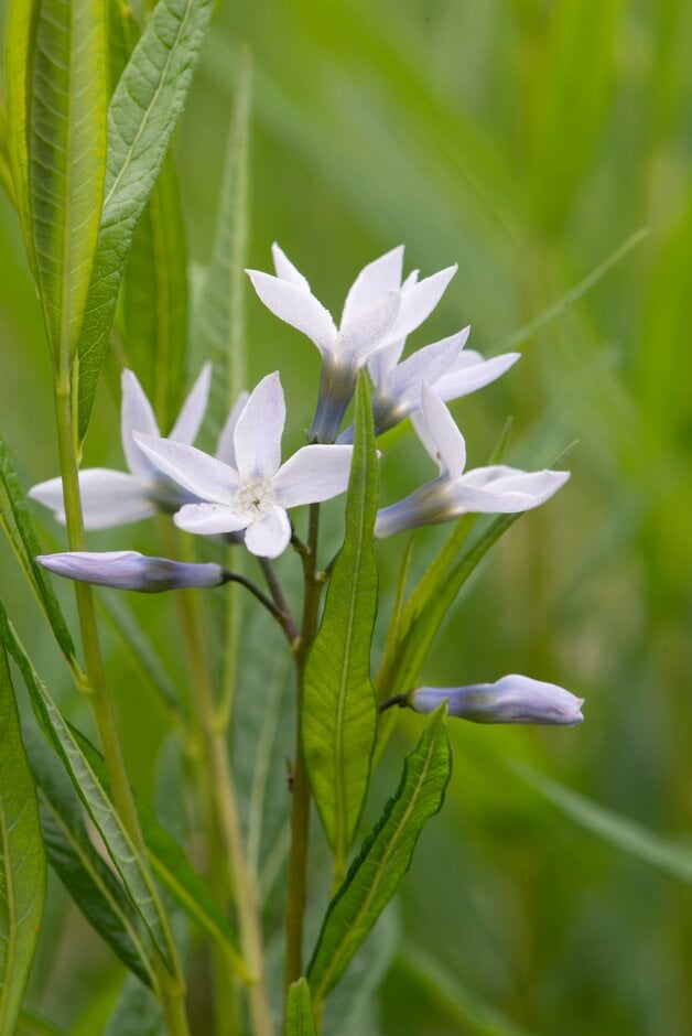 fringed bluestar