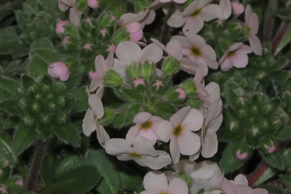 rock jasmine 'Doksa'